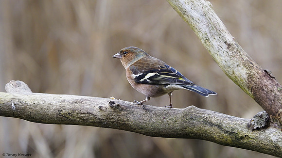 vogelhut-alblasserwaard-TH_0504