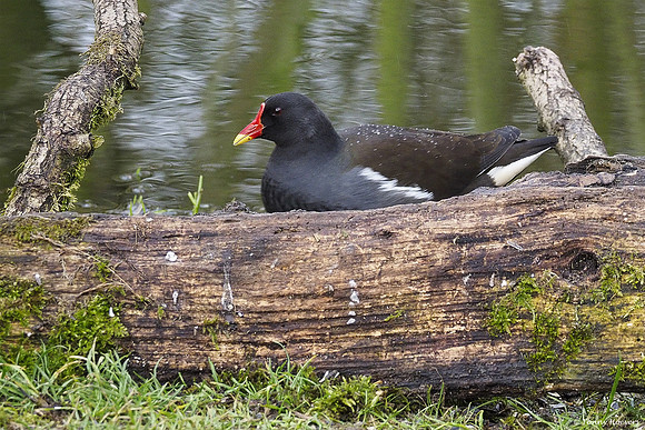 vogelhut-alblasserwaard-TH_0500