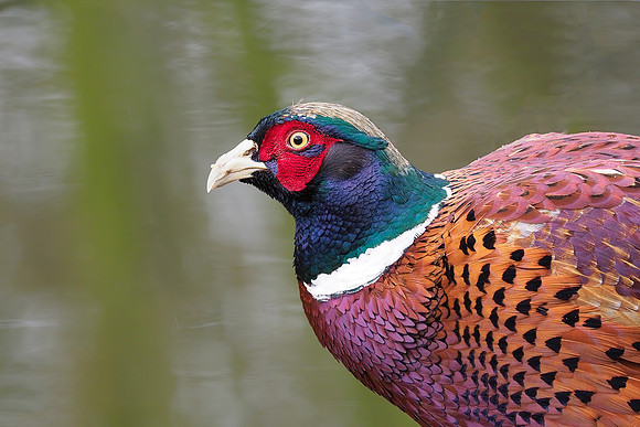 vogelhut-alblasserwaard-TH_0501