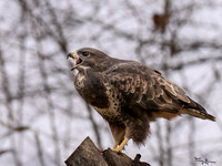 rays_vogelhut_TH_1323