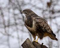 rays_vogelhut_TH_1322