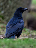 rays_vogelhut_TH_1321