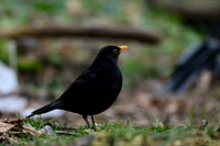 271225 - Ray's Vogelhut