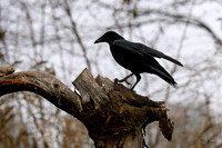 rays_vogelhut_TH_1325