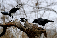 rays_vogelhut_TH_1326