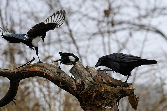 rays_vogelhut_TH_1326
