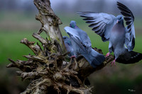 rays_vogelhut_TH_1327
