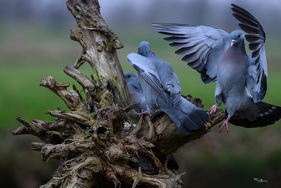rays_vogelhut_TH_1327