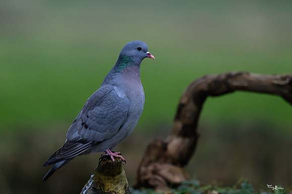rays_vogelhut_TH_1329