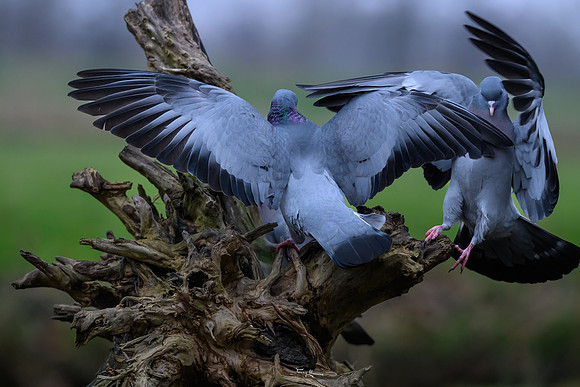 rays_vogelhut_TH_1328