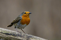 rays_vogelhut_TH_1332