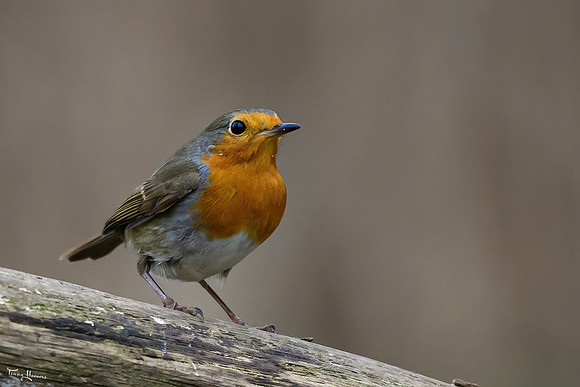 rays_vogelhut_TH_1332