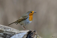 rays_vogelhut_TH_1336