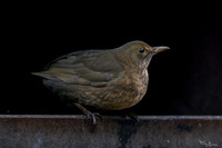 rays_vogelhut_TH_1335