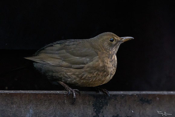 rays_vogelhut_TH_1335