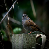 rays_vogelhut_TH_1337