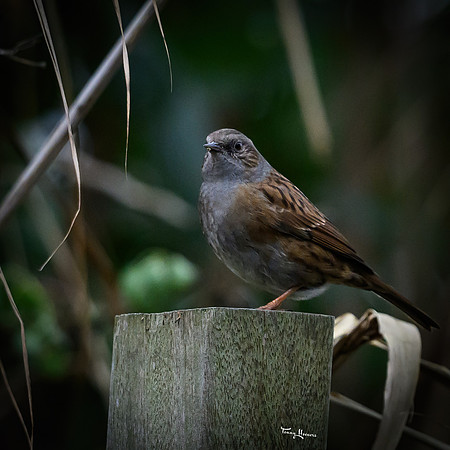 rays_vogelhut_TH_1337