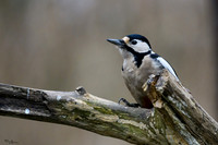 rays_vogelhut_TH_1333