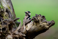 rays_vogelhut_TH_1334