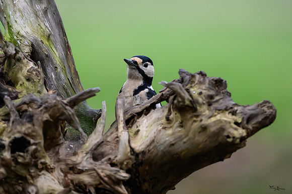 rays_vogelhut_TH_1334