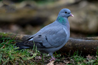 rays_vogelhut_TH_1338