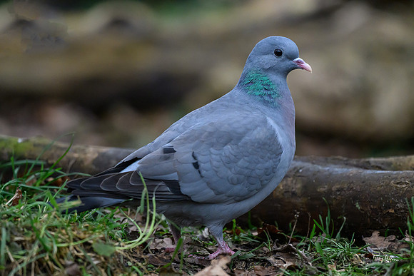 rays_vogelhut_TH_1338