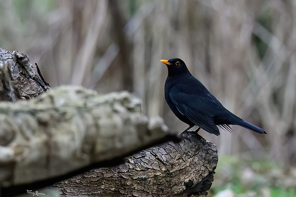 rays_vogelhut_TH_1348