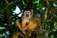 apenheul_TH_1098