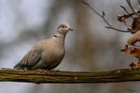 tuinhut_TH_0001