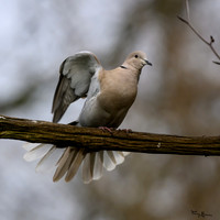 tuinhut_TH_0002
