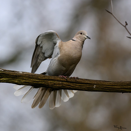 tuinhut_TH_0002