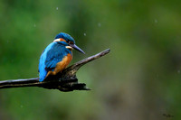 tuinhut_TH_0005