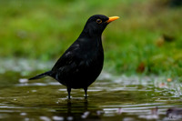 tuinhut_TH_0004