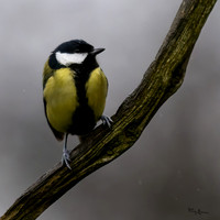 tuinhut_TH_0006