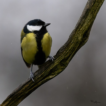 tuinhut_TH_0006