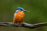 tuinhut_TH_0007