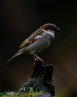 tuinhut_TH_0008