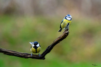 tuinhut_TH_0003
