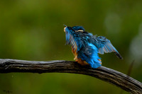 tuinhut_TH_0010