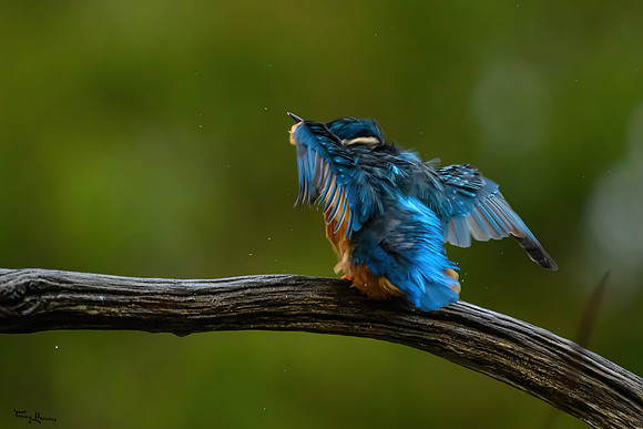 tuinhut_TH_0010