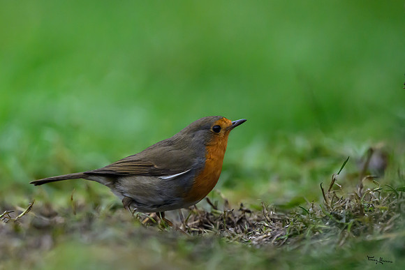 tuinhut_TH_0009