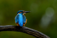 tuinhut_TH_0011