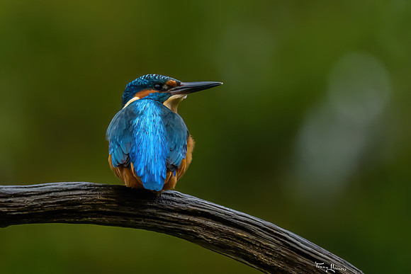 tuinhut_TH_0011