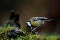tuinhut_TH_0012