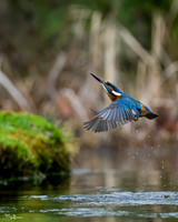 tuinhut_TH_0016