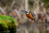 tuinhut_TH_0017
