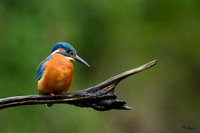 tuinhut_TH_0015