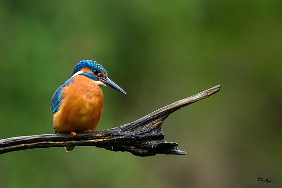 tuinhut_TH_0015