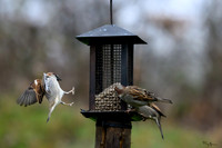 tuinhut_TH_0014
