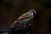 tuinhut_TH_0013